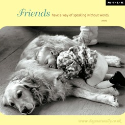 Dog Friendship Cards