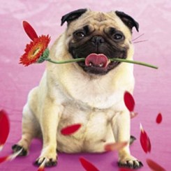 Dog Romantic Cards