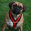 Black-Red Fleece Dog Harness