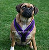 Purple Fleece Dog Harness
