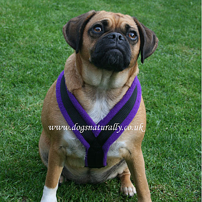 Purple Fleece Dog Harnesses Size 4