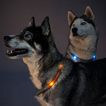 Leuchtie Dog Collars