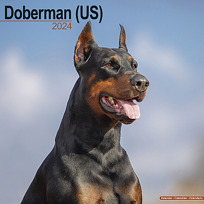 Doberman (US) Calendar 2024 (Square)