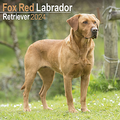 Labrador Fox Red Calendar 2024 (Square)