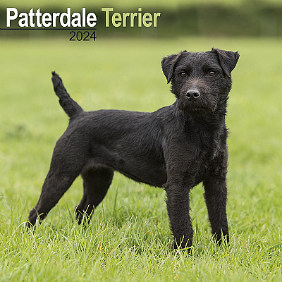 Patterdale Terrier Calendar 2024 (Square)