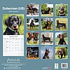 Doberman US Calendar