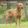Fox Red Labrador Calendar