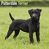 Patterdale Terrier Calendar