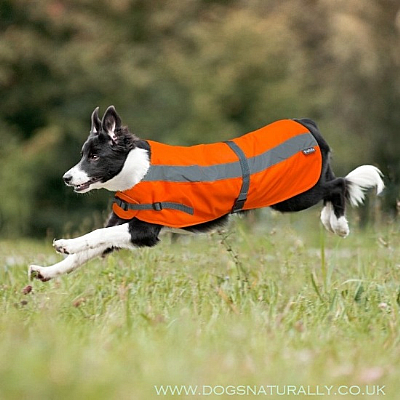Flecta Hi Visibility Dog Coat (Orange)