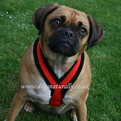 Black-Red Fleece Dog Harnesses Sizes 0 - 4